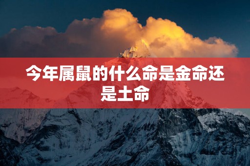 今年属鼠的什么命是金命还是土命