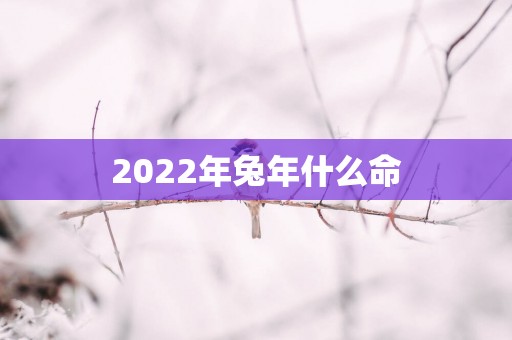 2022年兔年什么命