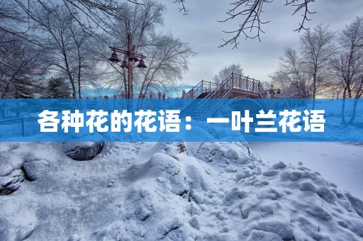 各种花的花语：一叶兰花语