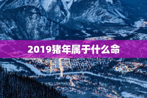 2019猪年属于什么命