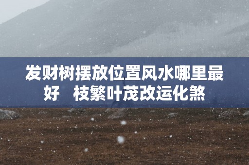 发财树摆放位置风水哪里最好   枝繁叶茂改运化煞