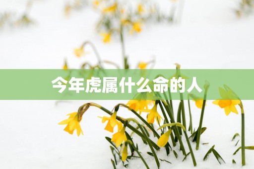 今年虎属什么命的人