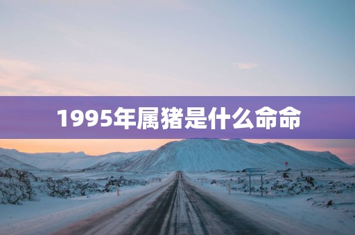 1995年属猪是什么命命