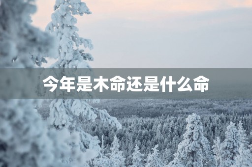 今年是木命还是什么命