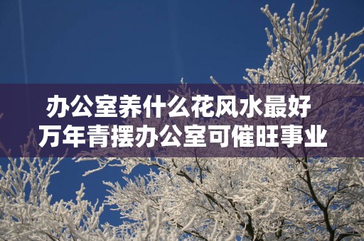 办公室养什么花风水最好 万年青摆办公室可催旺事业运