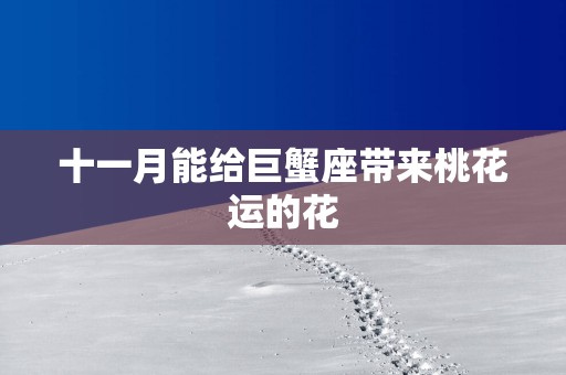 十一月能给巨蟹座带来桃花运的花