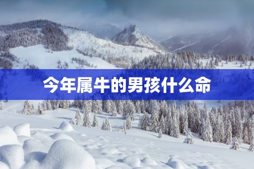 今年属牛的男孩什么命