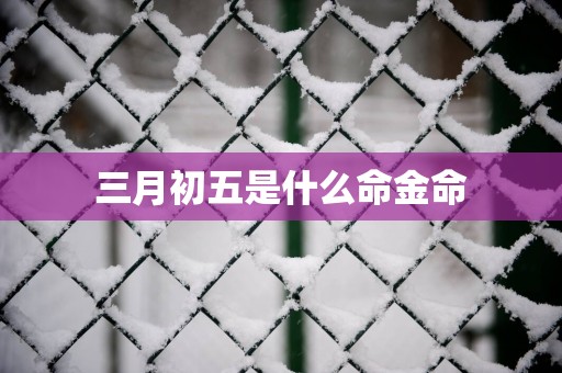三月初五是什么命金命