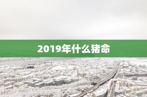 2019年什么猪命