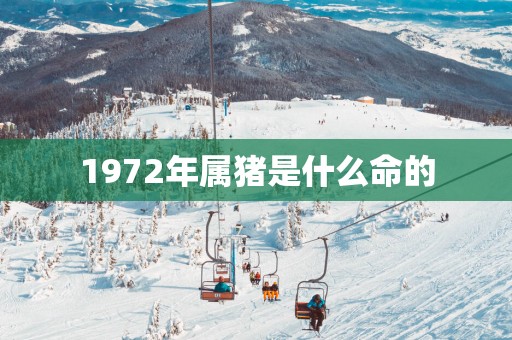 1972年属猪是什么命的