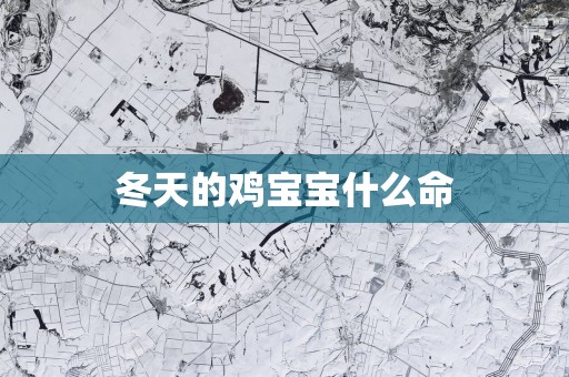 冬天的鸡宝宝什么命