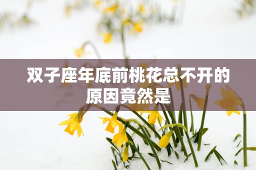 双子座年底前桃花总不开的原因竟然是