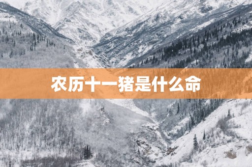农历十一猪是什么命