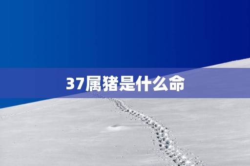 37属猪是什么命