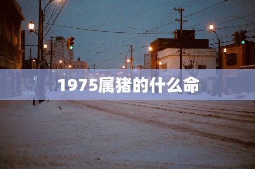 1975属猪的什么命