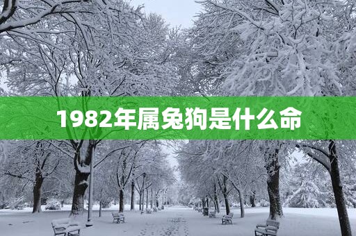1982年属兔狗是什么命