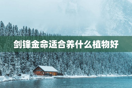 剑锋金命适合养什么植物好