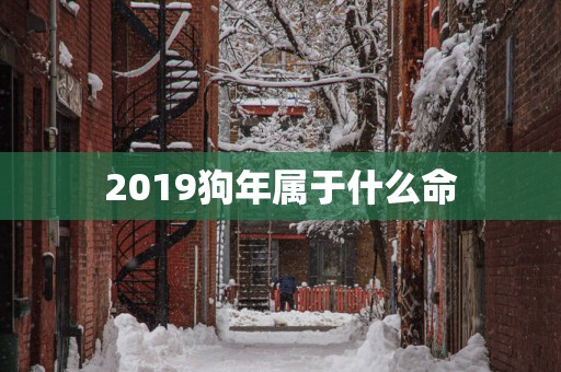 2019狗年属于什么命