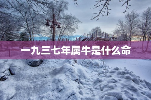 一九三七年属牛是什么命