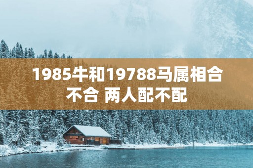 1985牛和19788马属相合不合 两人配不配