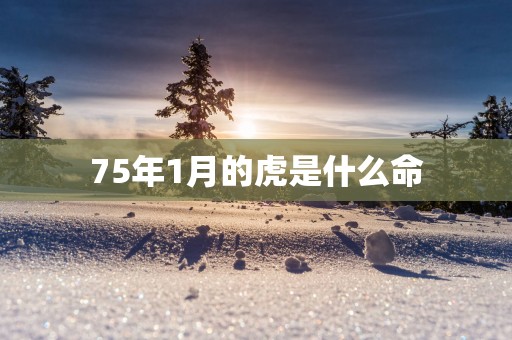 75年1月的虎是什么命