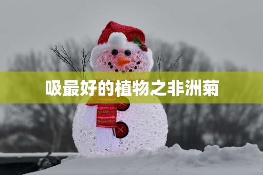 吸最好的植物之非洲菊