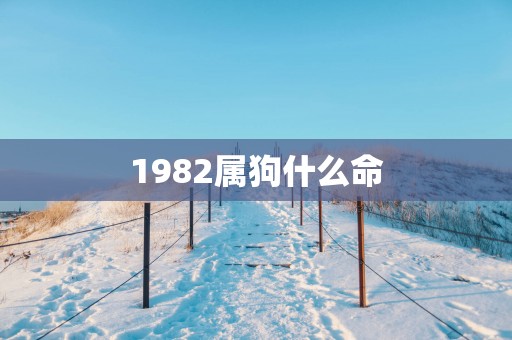 1982属狗什么命