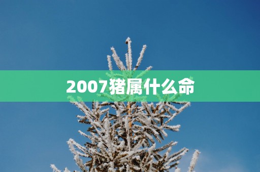 2007猪属什么命