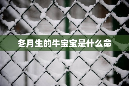 冬月生的牛宝宝是什么命