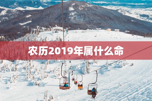 农历2019年属什么命