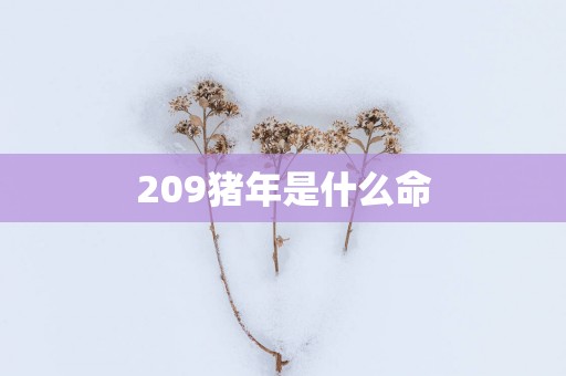 209猪年是什么命