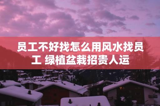 员工不好找怎么用风水找员工 绿植盆栽招贵人运