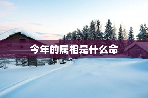 今年的属相是什么命
