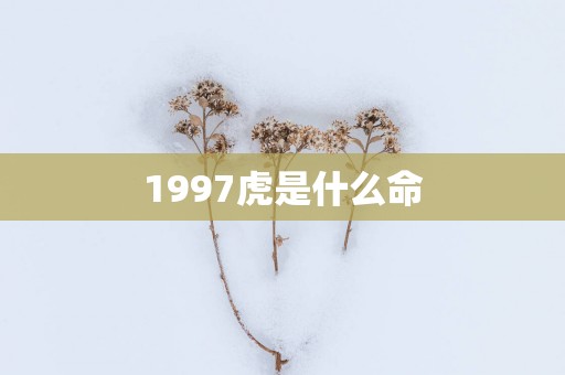 1997虎是什么命