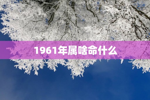 1961年属啥命什么
