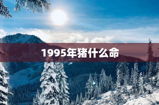 1995年猪什么命