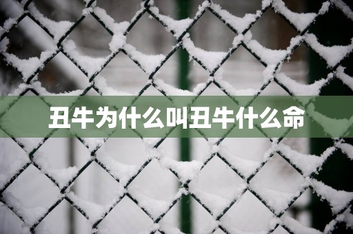 丑牛为什么叫丑牛什么命