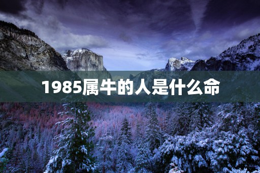 1985属牛的人是什么命