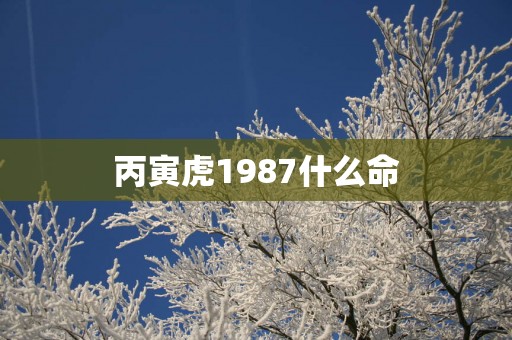 丙寅虎1987什么命
