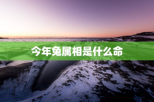 今年兔属相是什么命