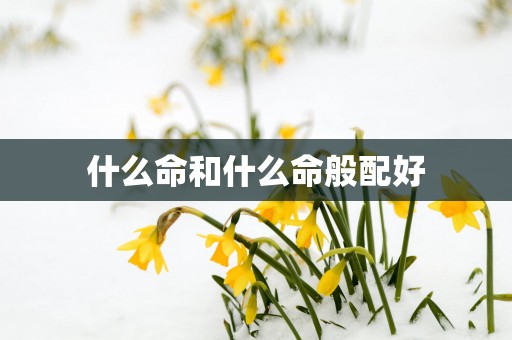 什么命和什么命般配好