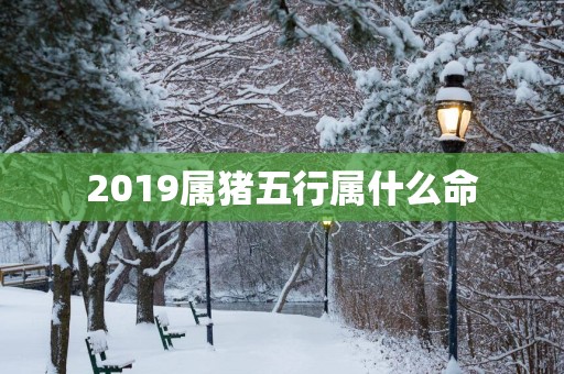 2019属猪五行属什么命