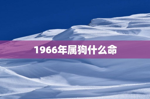 1966年属狗什么命