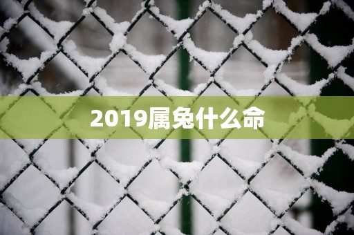 2019属兔什么命