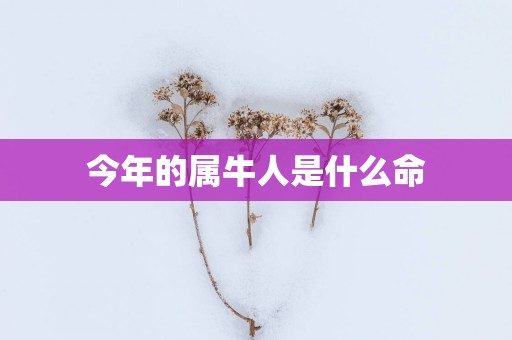 今年的属牛人是什么命