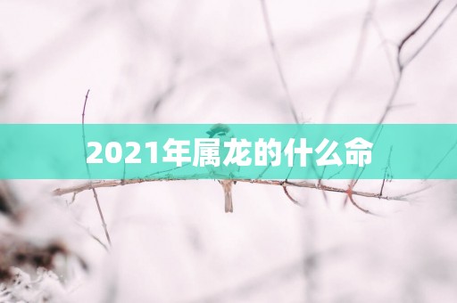 2025年属龙的什么命