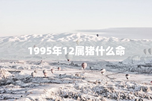 1995年12属猪什么命