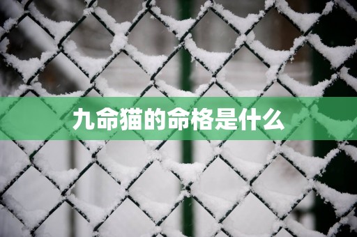 九命猫的命格是什么