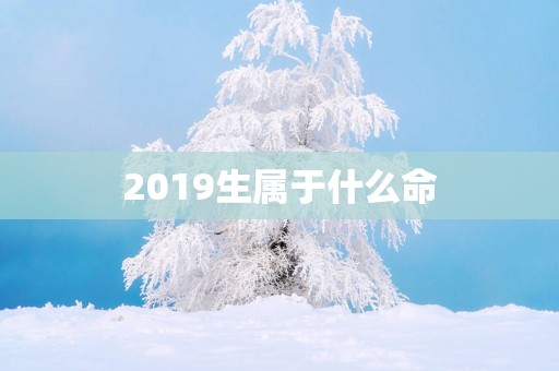 2019生属于什么命