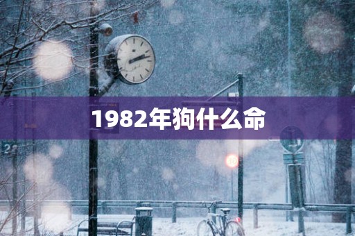 1982年狗什么命